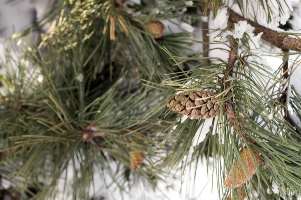 Cena de inverno — Fotografia de Stock