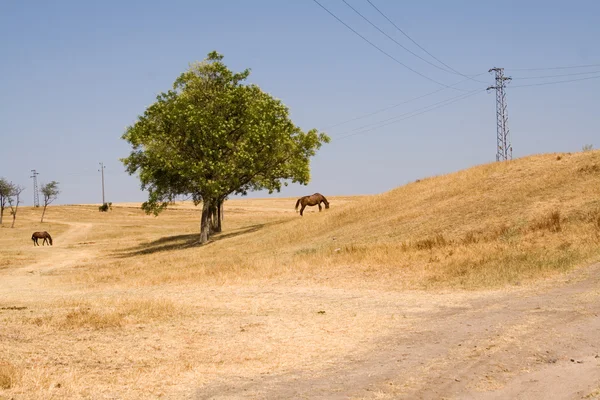 Schöne Landschaft — Stockfoto