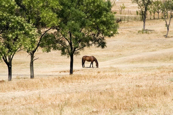 Jong paard eten van gras — Stockfoto