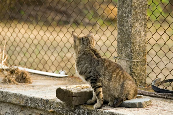 若い猫 — ストック写真