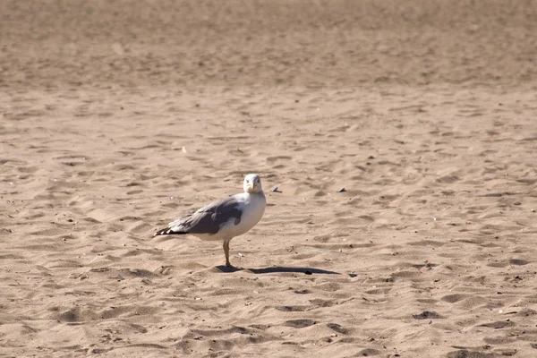 Seagull sitting on the beach — Stock Photo, Image