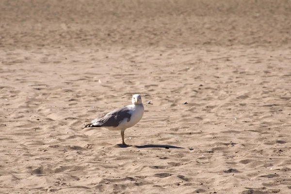 Möwe sitzt am Strand — Stockfoto