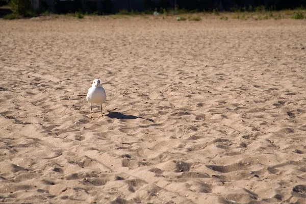 Чайка сидит на пляже — стоковое фото