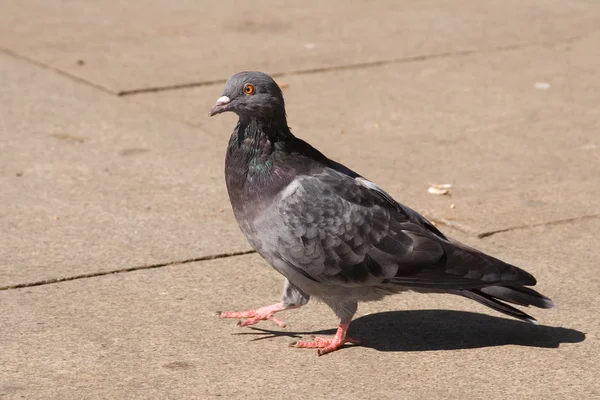Pigeon in the City — Stock Photo, Image