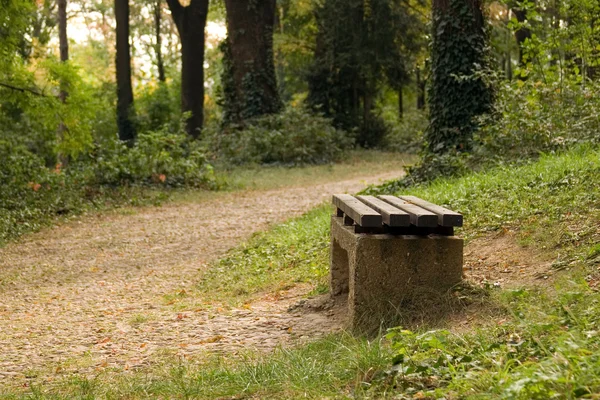 Forest — Stock Photo, Image