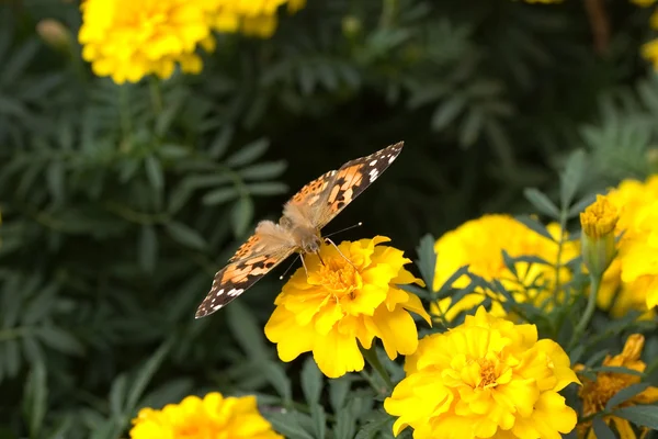 Farfalla su un fiore giallo — Foto Stock