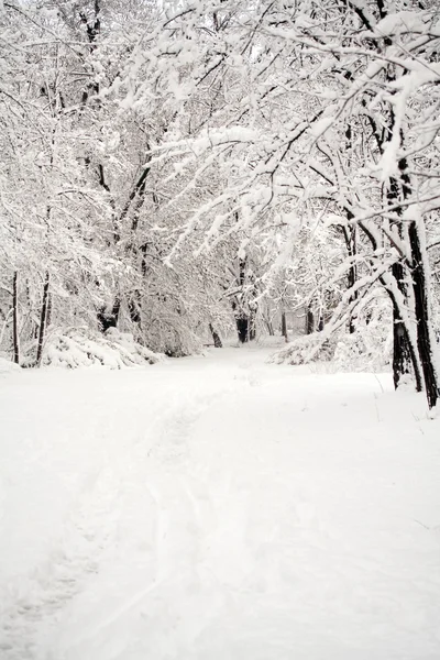 Зимова сцена — стокове фото