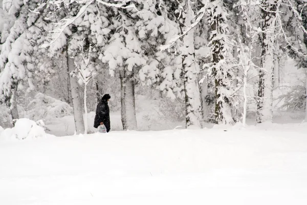 Scène hivernale — Photo