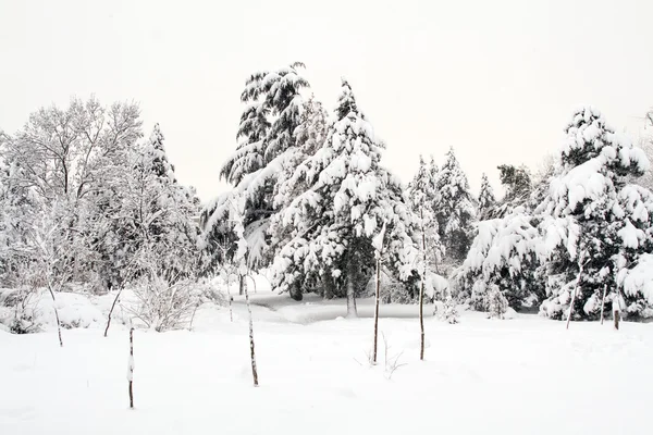 Cena de inverno — Fotografia de Stock