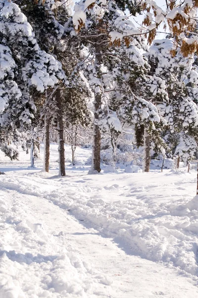 Escena de invierno —  Fotos de Stock