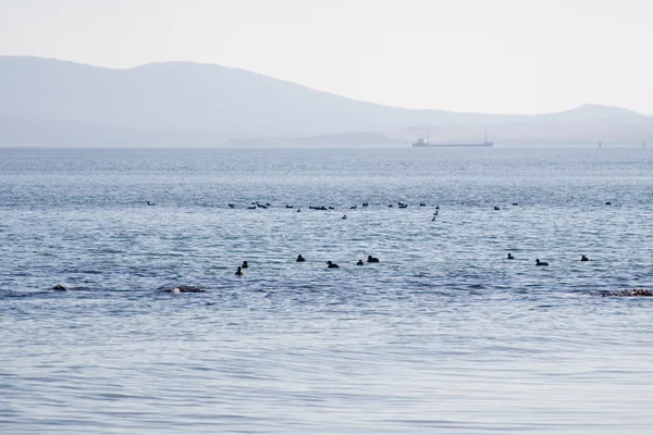 Patos en el mar — Foto de Stock