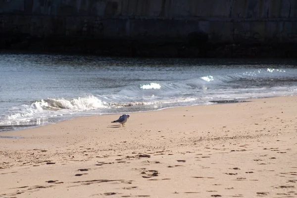 Möwe sitzt am Strand — Stockfoto