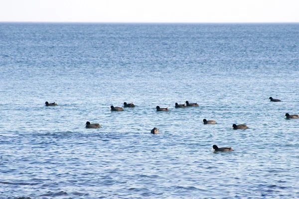 Patos en el mar — Foto de Stock