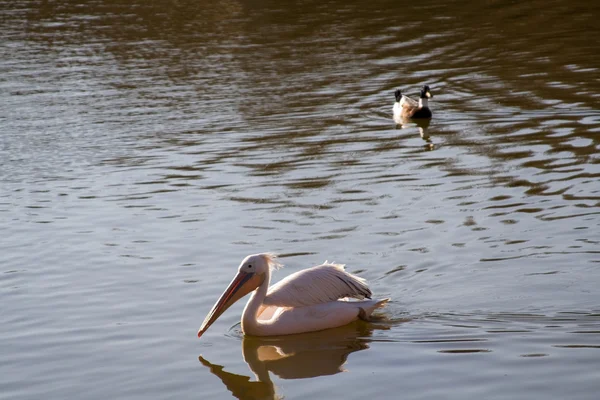 Pelican — Stock Photo, Image