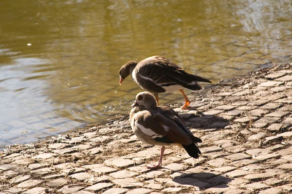 Eenden — Stockfoto