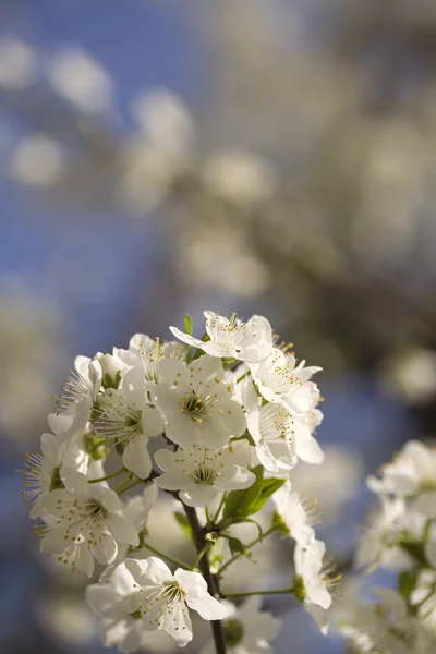 Třešňový květ — Stock fotografie