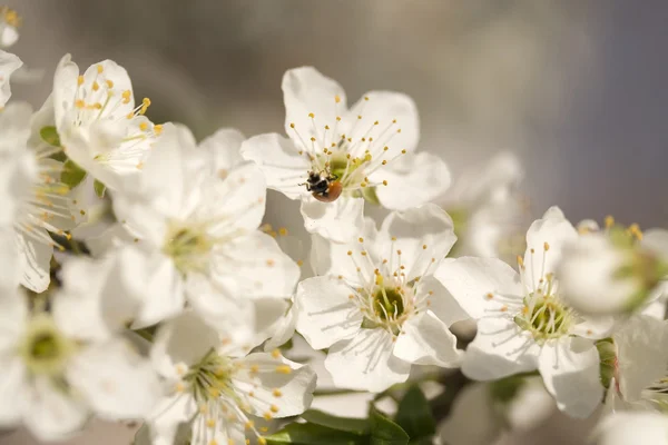 Cherry flower — Stock Photo, Image