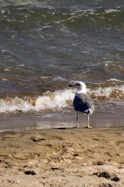 Sahilde oturup martı — Stok fotoğraf