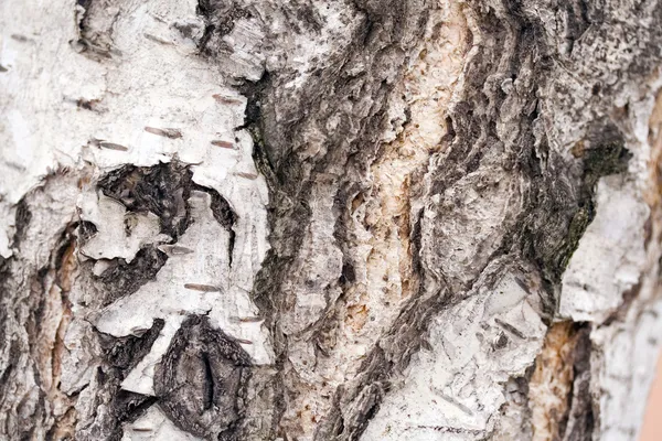 Macro de casca de árvore — Fotografia de Stock