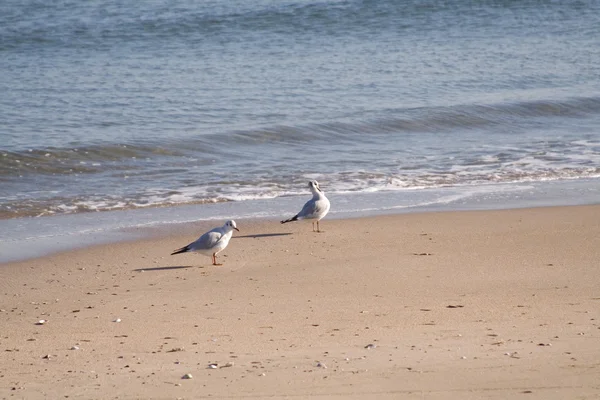 Gaviotas sentadas en la playa —  Fotos de Stock