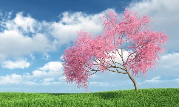 Judas tree op het gras — Stockfoto