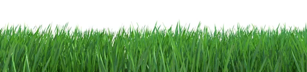 Isoliertes Gras mit Pfad — Stockfoto
