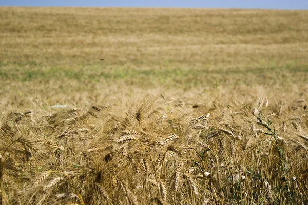 Спелая пшеница против голубого неба — стоковое фото