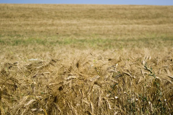 Grano maturo contro il cielo blu — Foto Stock