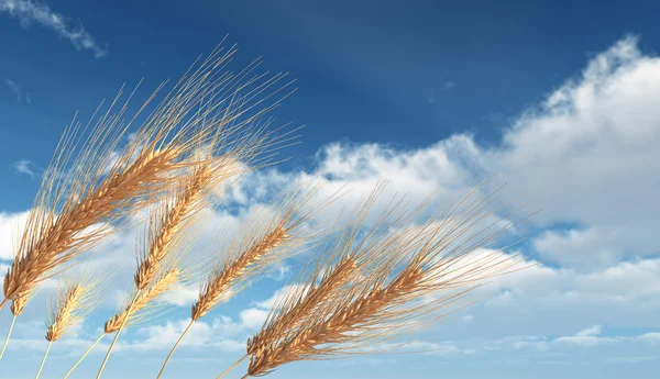 Buğday — Stok fotoğraf