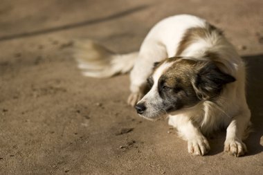 küçük köpek