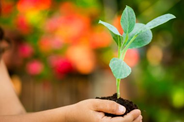 içinde belgili tanımlık palmiye küçük bitki