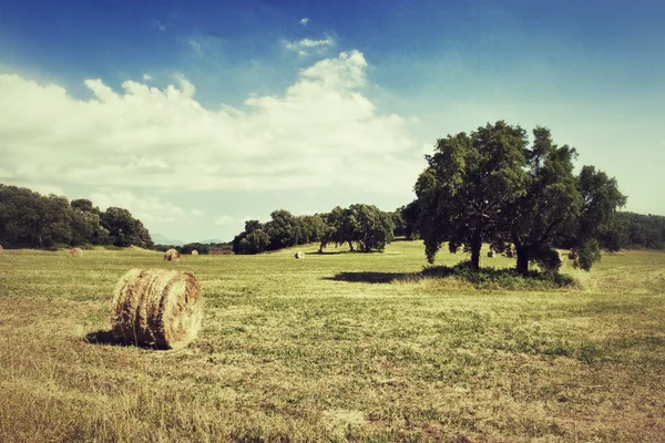 Field of wheat with bale — Stock Photo, Image