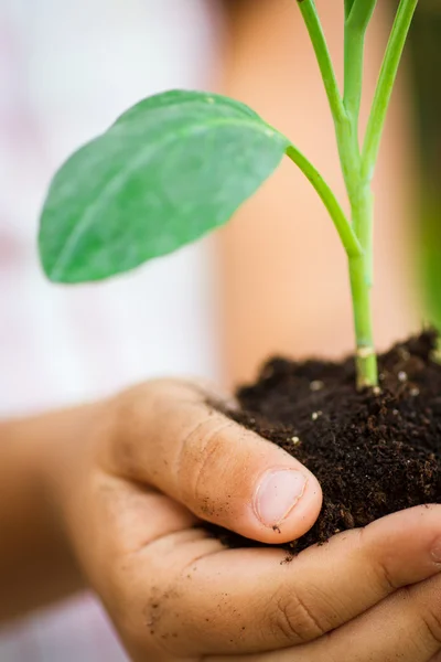 içinde belgili tanımlık palmiye küçük bitki