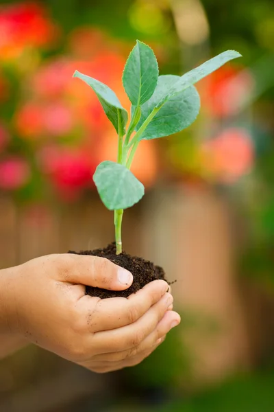 Pequena planta na palma da mão — Fotografia de Stock