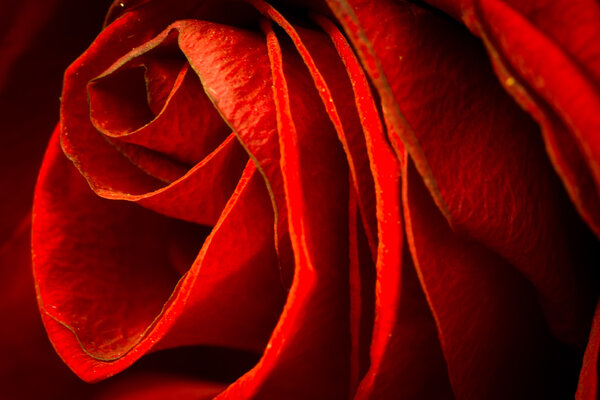 Beautiful red rose close up - Macro made Canon 7D and Sigma Lens