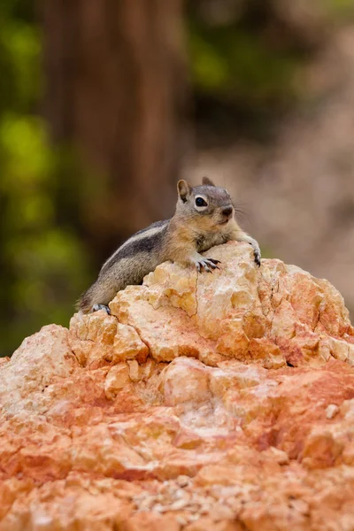 Squirrel — Stock Photo, Image