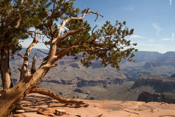 Panorama of Grand Canyon — Stock Photo, Image