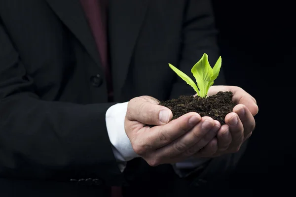 Planta verde en mano de hombre de negocios — Foto de Stock