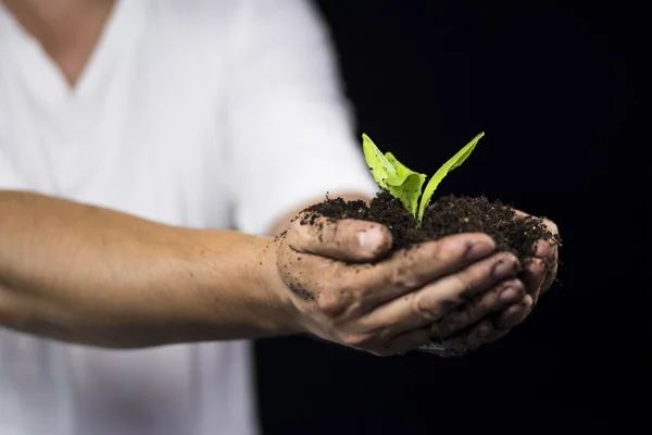 Pioggia sulla pianta — Foto Stock