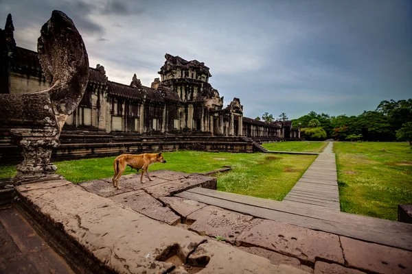 Laiha koira seisoo Angkor Watin portailla — kuvapankkivalokuva