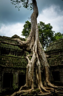 ağaç, ta prohm, angkor wat