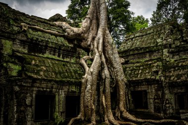 ağaç, ta prohm, angkor wat