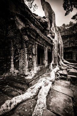 ağaç, ta prohm, angkor wat