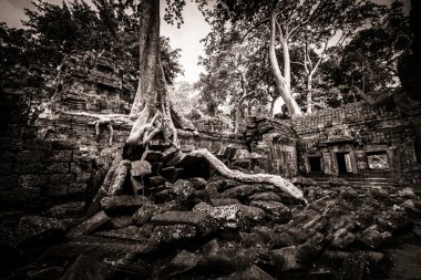 ağaç, ta prohm, angkor wat