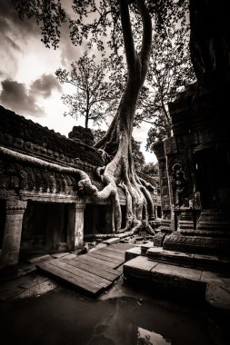 ağaç, ta prohm, angkor wat