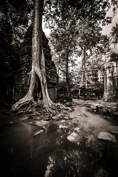 Árvore de Ta Prohm, Angkor Wat — Fotografia de Stock