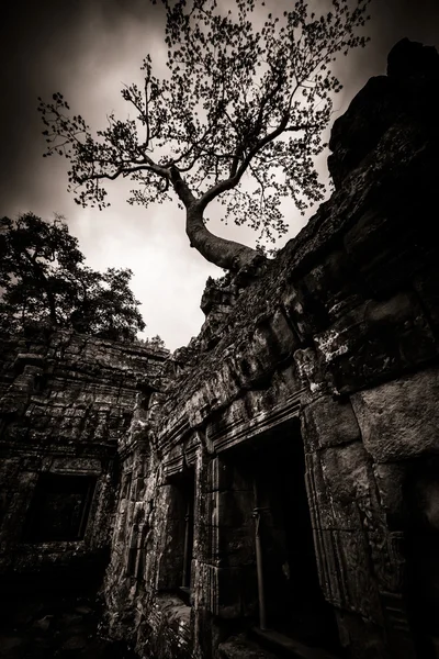 Ta Prohmin puu, Angkor Wat — kuvapankkivalokuva