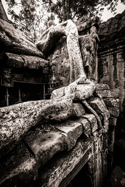 Δέντρο της ta prohm, angkor wat — Φωτογραφία Αρχείου