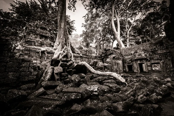 Árvore de Ta Prohm, Angkor Wat — Fotografia de Stock