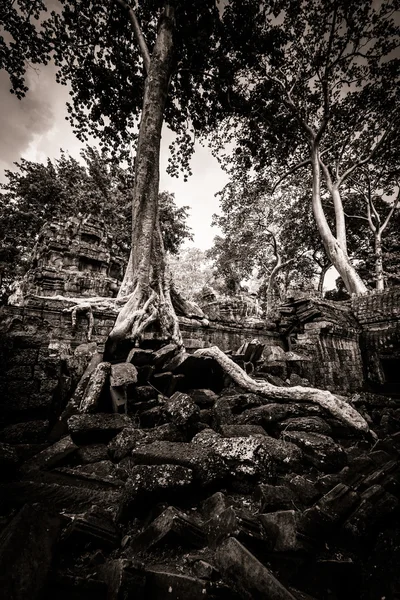 Árbol de Ta Prohm, Angkor Wat — Foto de Stock